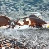 Çeşme'de inek leşi kıyıya vurdu