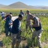 Bataklığa saplanan büyükbaşlar, kurtarıldı