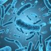 Türk bilim insanları ''Bacillus'' adlı bakterinin pet ve naylonu parçalayabildiğini tespit etti