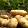 Patates fiyatları düşüyor!
