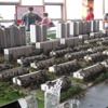 Çin, krizi yabancıya konut satarak çözecek Çin, krizi yabancıya konut satarak çözecek