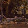 Lodos ağaç devirdi, deniz seferleri iptal edildi Lodos ağaç devirdi, deniz seferleri iptal edildi