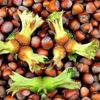 Üreticinin kahverengi altını: Fındık Üreticinin kahverengi altını: Fındık