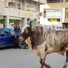 Kaçan angus, kenti birbirine kattı Kaçan angus, kenti birbirine kattı