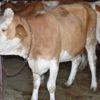 Şarbon nedir, nasıl bulaşır? Şarbon hastalığı belirtileri ve korunma yolları