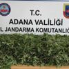 Adana'da Hint keneviri ele geçirildi