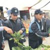 'Ispanak' çöp oldu 'Ispanak' çöp oldu