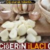 Karaciğerin ilacı sarımsak Karaciğerin ilacı sarımsak