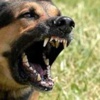 Köpekler yaşlı kadını parçaladı Köpekler yaşlı kadını parçaladı