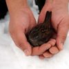 Soğuktan donmak üzere olan serçeyi kurtardılar