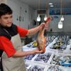 Sinop ta 2 kiloluk kırlangıç balığı yakalandı