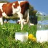 Toplanan inek sütü Şubat'ta azaldı