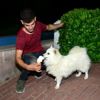 Ayaz köpek dondurma seviyor