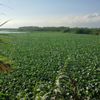 Asi Nehri'ni su sümbülleri kapladı Asi Nehri'ni su sümbülleri kapladı