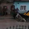 Canlı at kepçeyle kamyona böyle atıldı Canlı at kepçeyle kamyona böyle atıldı