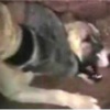 Genelkurmay'dan "köpeğe işkence" açıklaması Genelkurmay'dan "köpeğe işkence" açıklaması