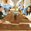 Dört kız kardeşin Fındık Ocağı Dört kız kardeşin Fındık Ocağı
