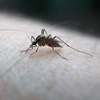 Danimarka'da Zika virüsüne rastlandı