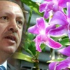 İşte 'Recep Tayyip Erdoğan' çiçeği İşte 'Recep Tayyip Erdoğan' çiçeği