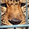 Ulusal parkta leopar dehşeti: 1 ölü Ulusal parkta leopar dehşeti: 1 ölü
