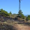 Cunda Adası'nda korkutan yangın Cunda Adası'nda korkutan yangın