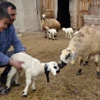Kuzunun 5. bacağı boynundan çıktı!