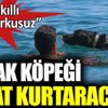 ﻿Sokak köpeği hayat kurtaracak