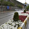 Gümüşhane çiçek açtı