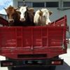 Bayburt'ta hayvan hırsızlığı