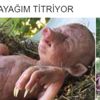 Domuza benzeyen bebeğin sırrı çözüldü Domuza benzeyen bebeğin sırrı çözüldü
