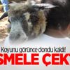 Koyunu görünce dondu kaldı! Besmele çektim Koyunu görünce dondu kaldı! Besmele çektim