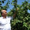 Fındık üreticileri fiyattan memnun Fındık üreticileri fiyattan memnun
