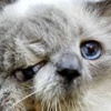 İki yüzlü kedi öldü İki yüzlü kedi öldü