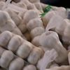 Koronavirüs 'Sarımsak' ta ateşi yükseltti Koronavirüs 'Sarımsak' ta ateşi yükseltti