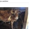 Bu kez ilanlar bedelli askerlikten faydalanabilmek için verildi Bu kez ilanlar bedelli askerlikten faydalanabilmek için verildi