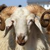 Sivas'ta köye adak kurbanı kesmeye gelen 8 kişiye ceza Sivas'ta köye adak kurbanı kesmeye gelen 8 kişiye ceza