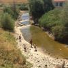 Sakarya Nehri kurudu, binlerce balık öldü Sakarya Nehri kurudu, binlerce balık öldü