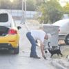 Hayvanlara fısıldayan taksici Hayvanlara fısıldayan taksici