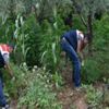 İznik'te Hint keneviri operasyonu