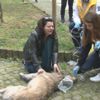 Dumandan etkilenen köpek ambulansla hayata döndü
