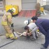 Avcılar'da kimyasal maddeden etkilenen köpek için seferberlik