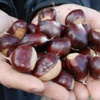 Kestane kebap yemesi sevap! Kestane kebap yemesi sevap!