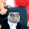 Müdür kedi!