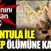 ﻿Akrep ile tarantula ölümüne kapıştı
