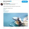Vali Karaloğlu ndan balon balığı yiyen caretta caretta ... Vali Karaloğlu ndan balon balığı yiyen caretta caretta ...