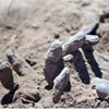 Tıkrit'te toplu mezarlar bulundu! Tıkrit'te toplu mezarlar bulundu!