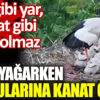 Dolu yağarken yavrularına kanat gerdi Dolu yağarken yavrularına kanat gerdi