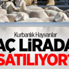 Kurbanlık Hayvanlar Kaç Liradan Satılıyor?