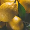 Limon ihracatında izin kalktı, fiyat arttı Limon ihracatında izin kalktı, fiyat arttı