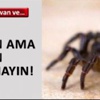 Cumhurbaşkanı Erdoğan soruları yanıtladı
